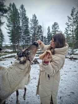 Rénszarvas etetése Lappföldön télen.