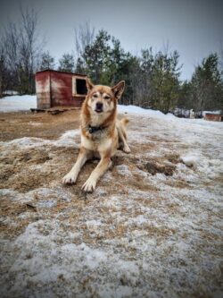 husky nyelv Barna husky kinyújtott nyelvvel.