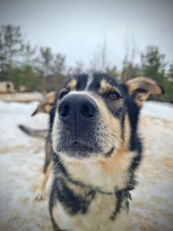 husky orr husky orr