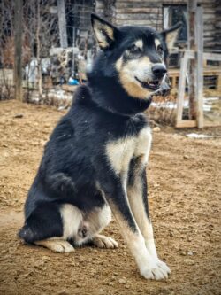 huskyfarm huskyfarm