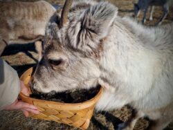 renszarvas etetes inari renszarvas etetes inari