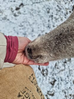 renszarvas etetes ivalo renszarvas etetes ivalo