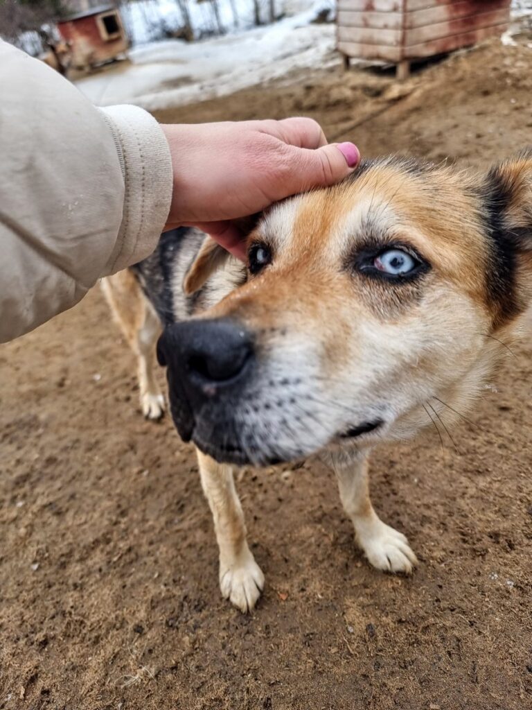 kek szemu husky kek szemu husky