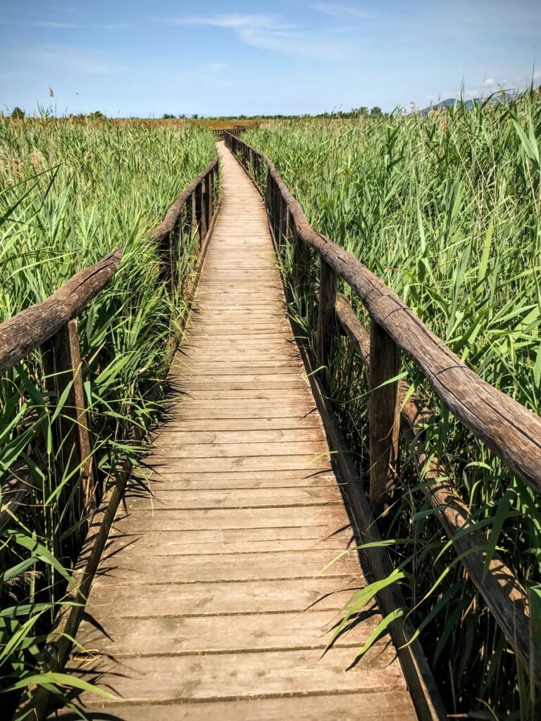 oasi di massaciuccoli (1)
